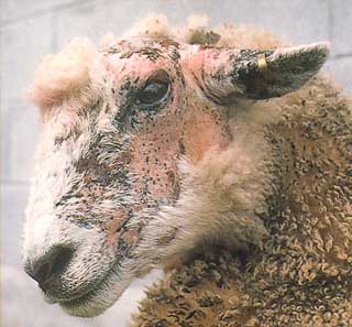 A sheep showing clinical FE