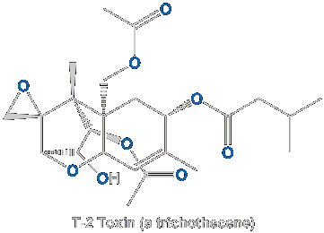 T-2 Txoin, an important trichothecene